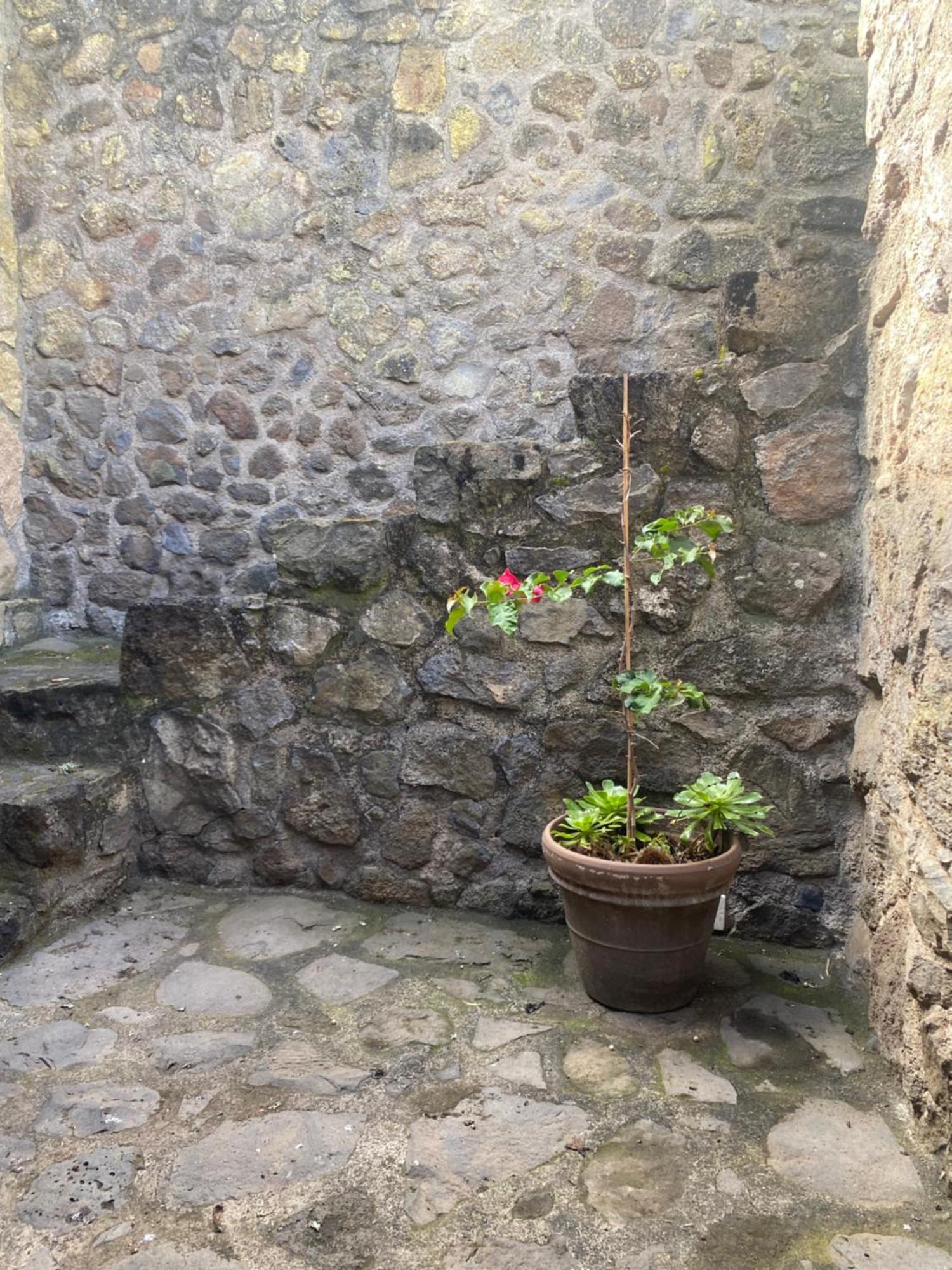 Rural House To Take A Break, La Serreria 25 - Private Garden Tacoronte Dış mekan fotoğraf